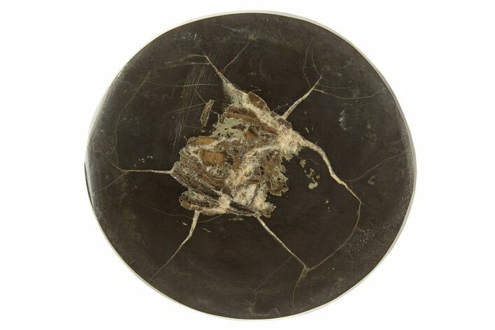 Polished Fish Coprolite (Fossil Poo) Nodule Half - Scotland #315178